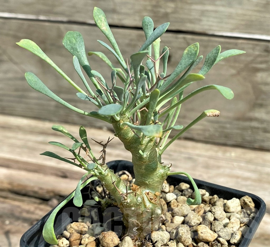 SHPR26036 Othonna triplinervia -Khamiesberg, Eselskop-