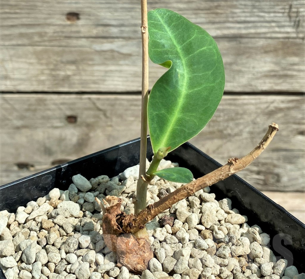 SHPR26038 Euphorbia aff. specksii -Karonga, Malawi-