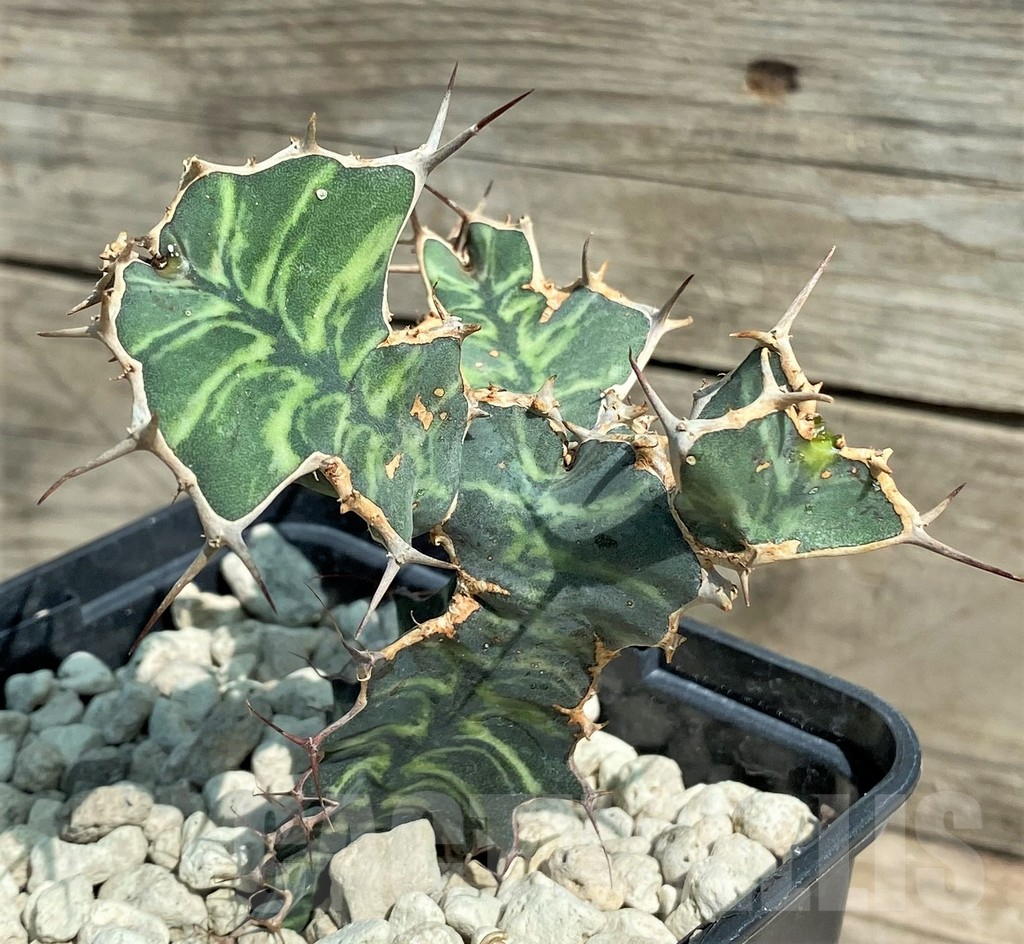 SHPR26039 Euphorbia grandialata