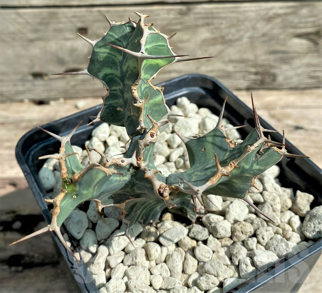 SHPR26039 Euphorbia grandialata - Зображення 2