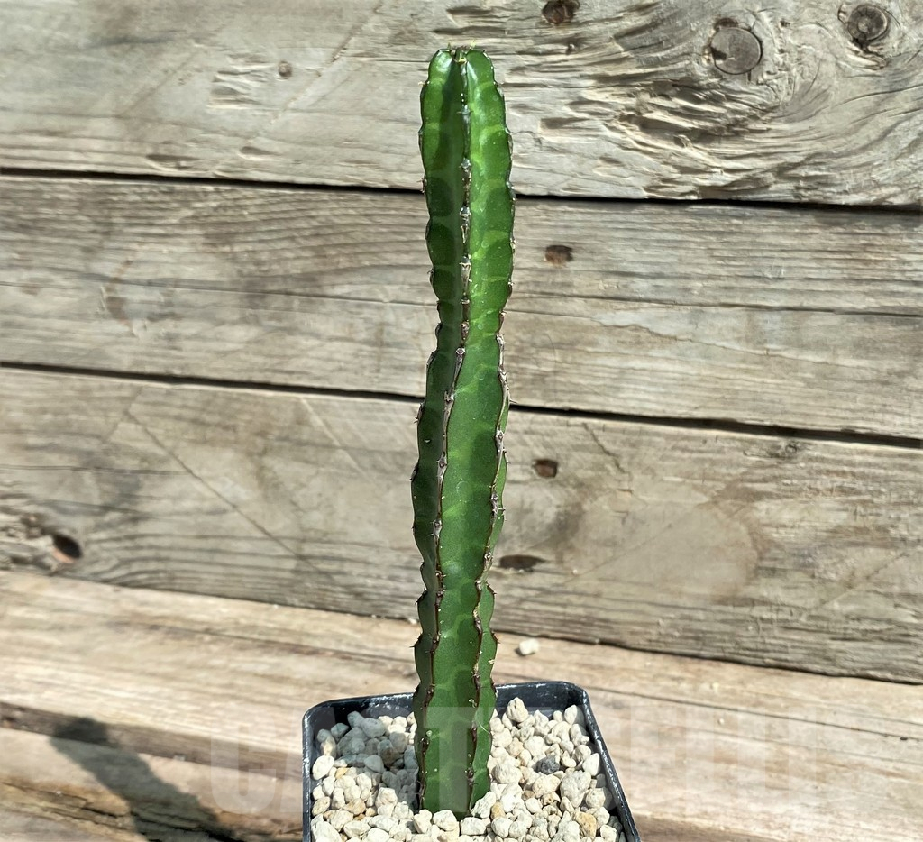 SHPR26040 Euphorbia heterochroma v. tsavoensis -Kasigao, Kenya- – Bild 2