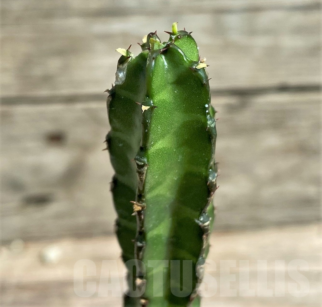 SHPR26040 Euphorbia heterochroma v. tsavoensis -Kasigao, Kenya-