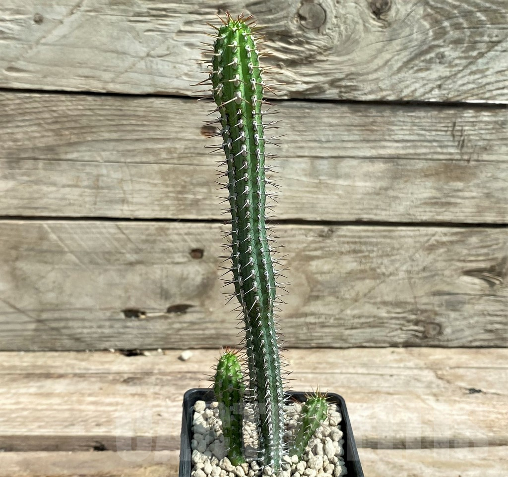 SHPR26041 Euphorbia baioensis - immagine 2