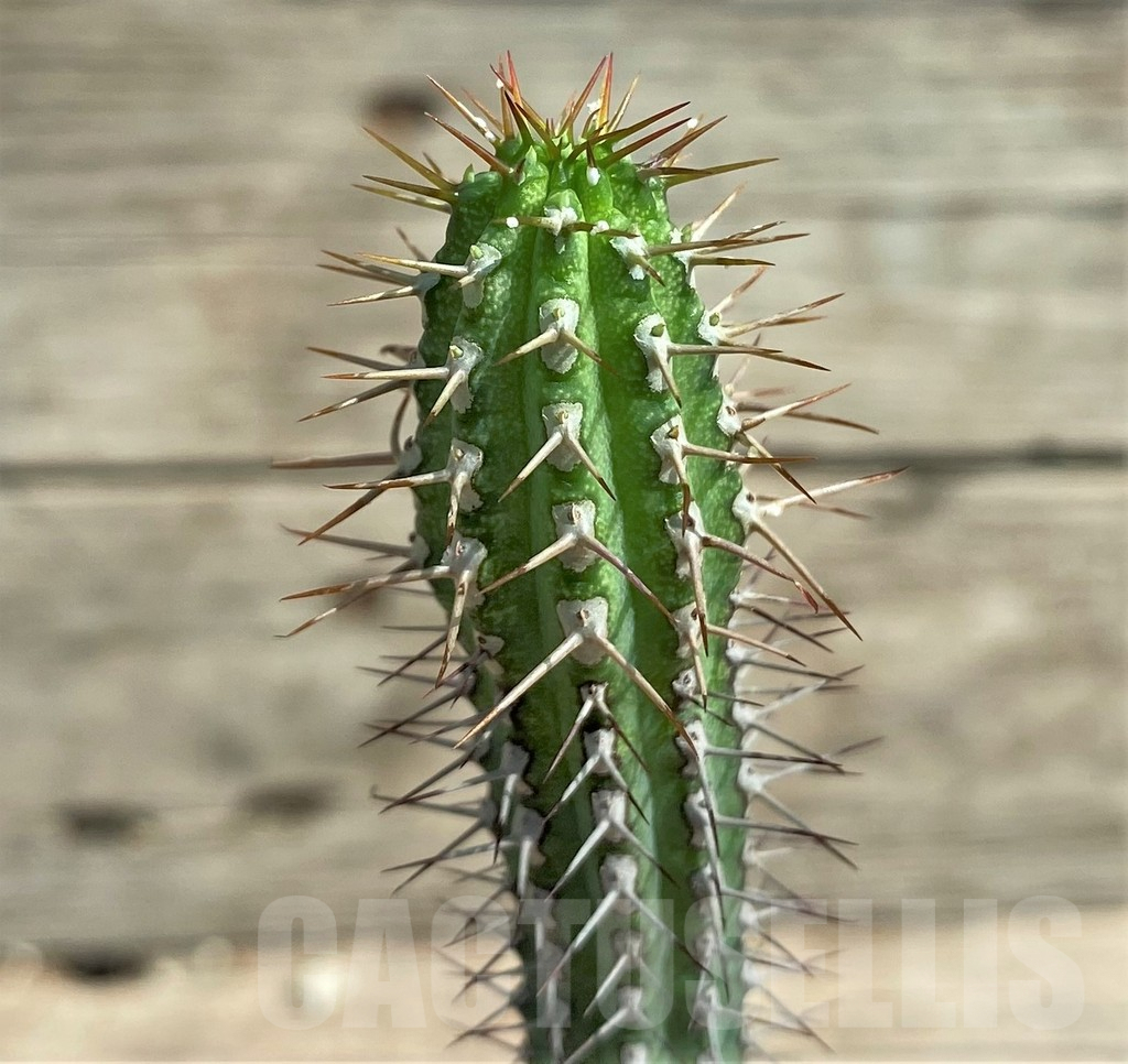 SHPR26041 Euphorbia baioensis