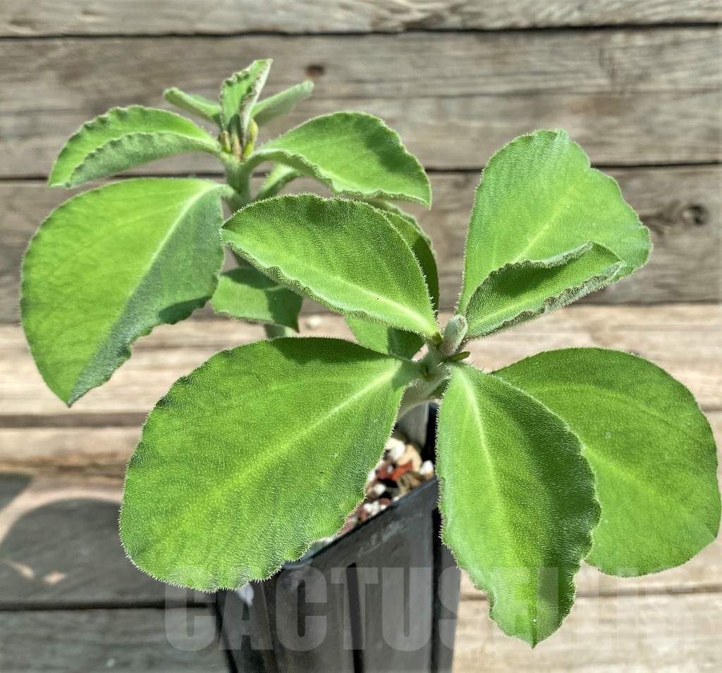 SHPR5850 Monadenium aff. echinulatum -Singida Prov., Tanzania-