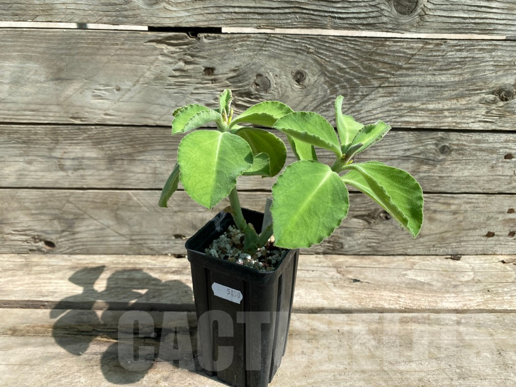 SHPR5850 Monadenium aff. echinulatum -Singida Prov., Tanzania- - Image 2