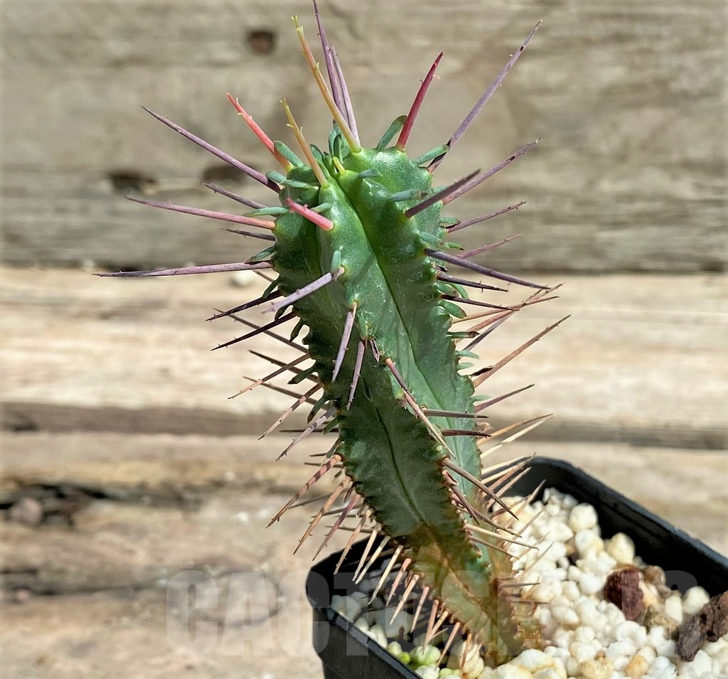 SHPR8449 Euphorbia ferox - Image 2