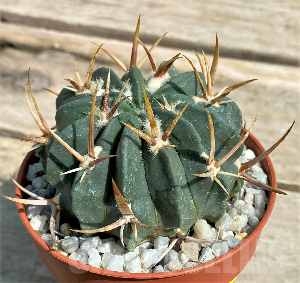 SHPR26048 Stenocactus coptonogonus - Image 2