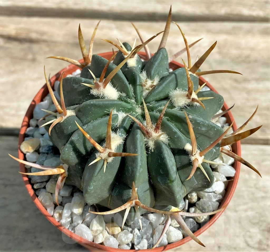 SHPR26048 Stenocactus coptonogonus