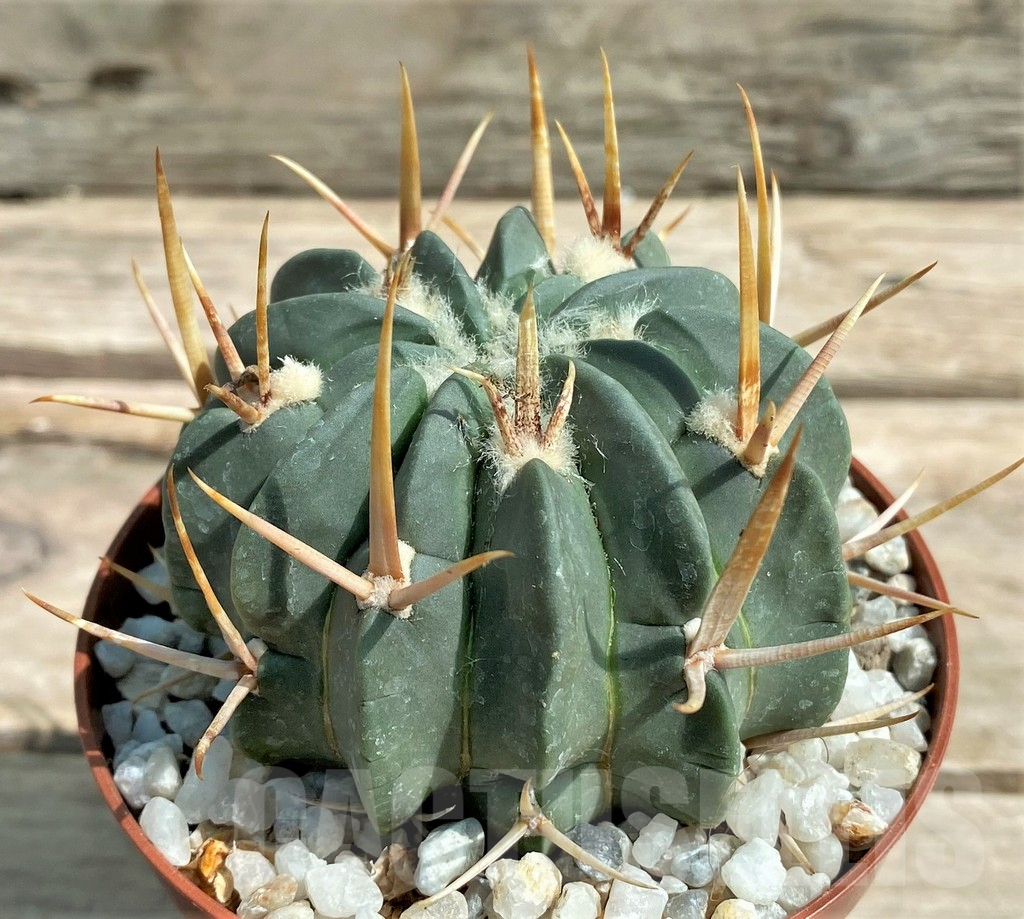 SHPR26049 Stenocactus coptonogonus