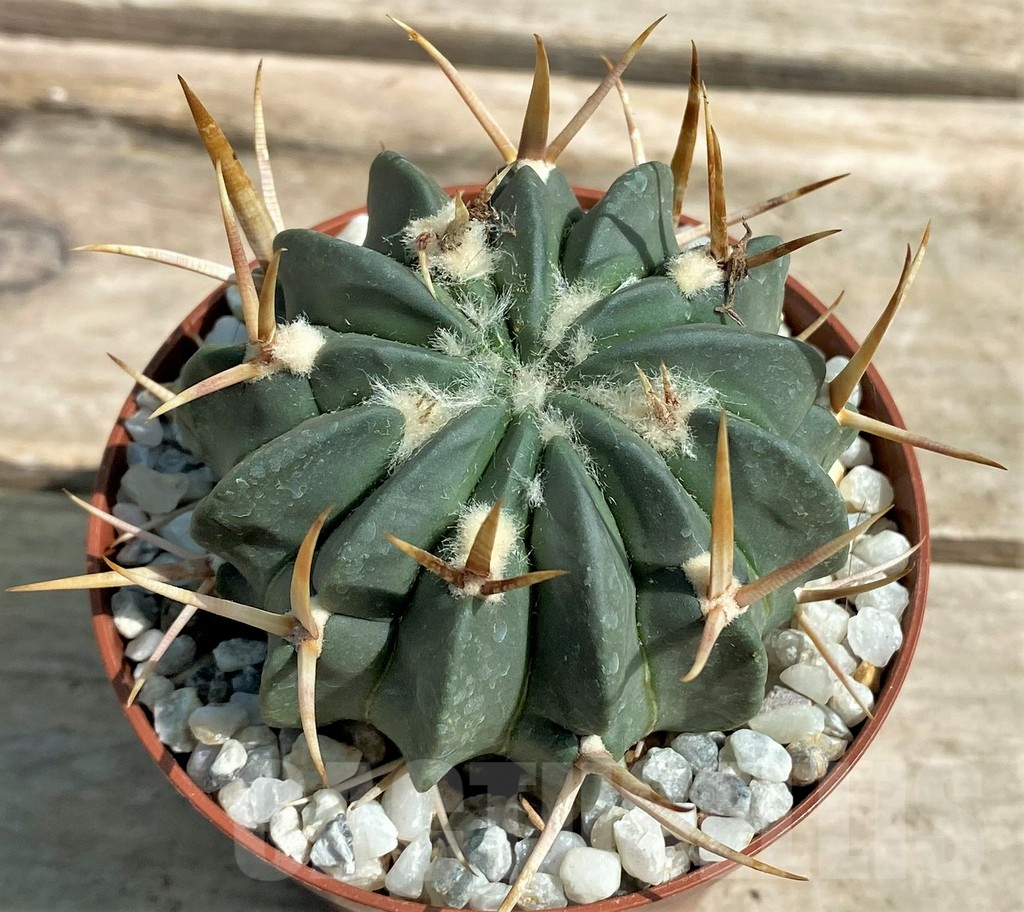 SHPR26049 Stenocactus coptonogonus - Image 2