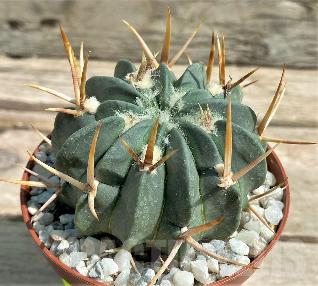 SHPR26049 Stenocactus coptonogonus - Image 3