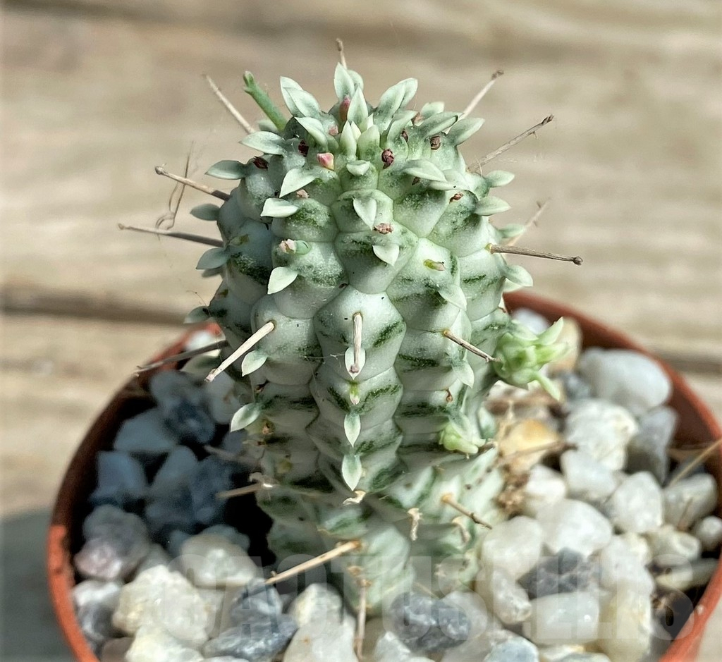 SL26050 Euphorbia mammillaris f. variegata – Image 2