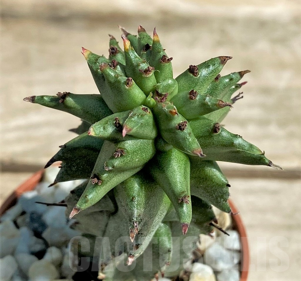 SHPR26051 Euphorbia polygona monstruosa