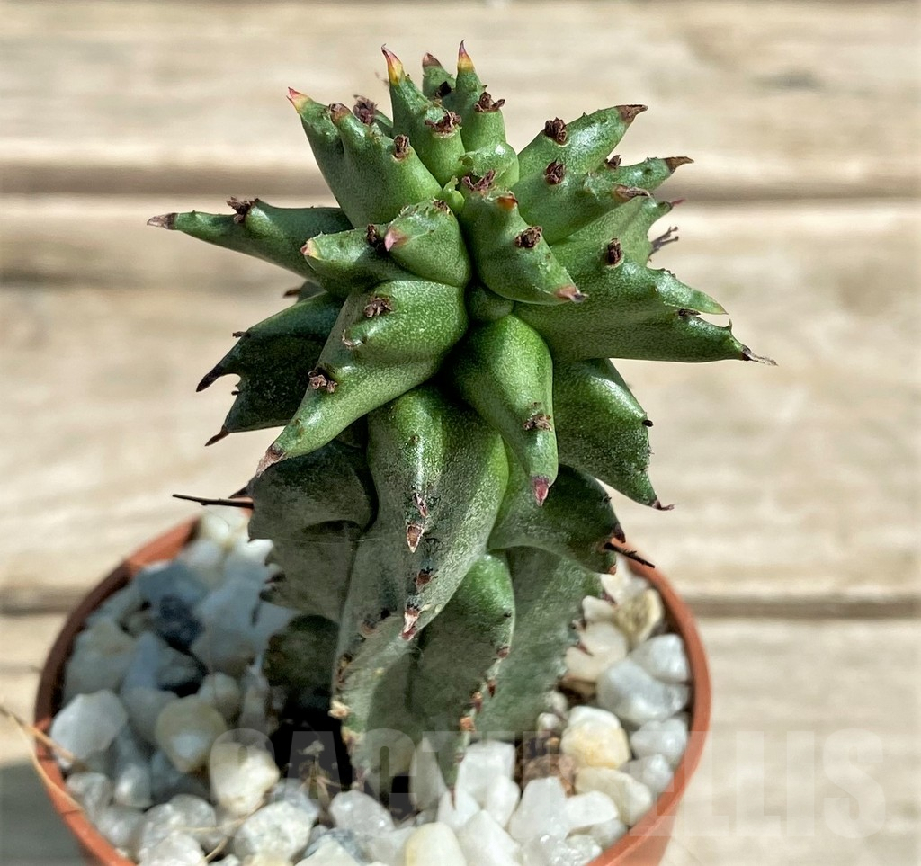 SHPR26051 Euphorbia polygona monstruosa – Bild 2
