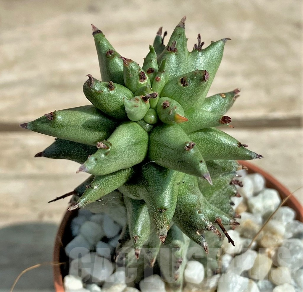 SHPR26052 Euphorbia polygona monstruosa