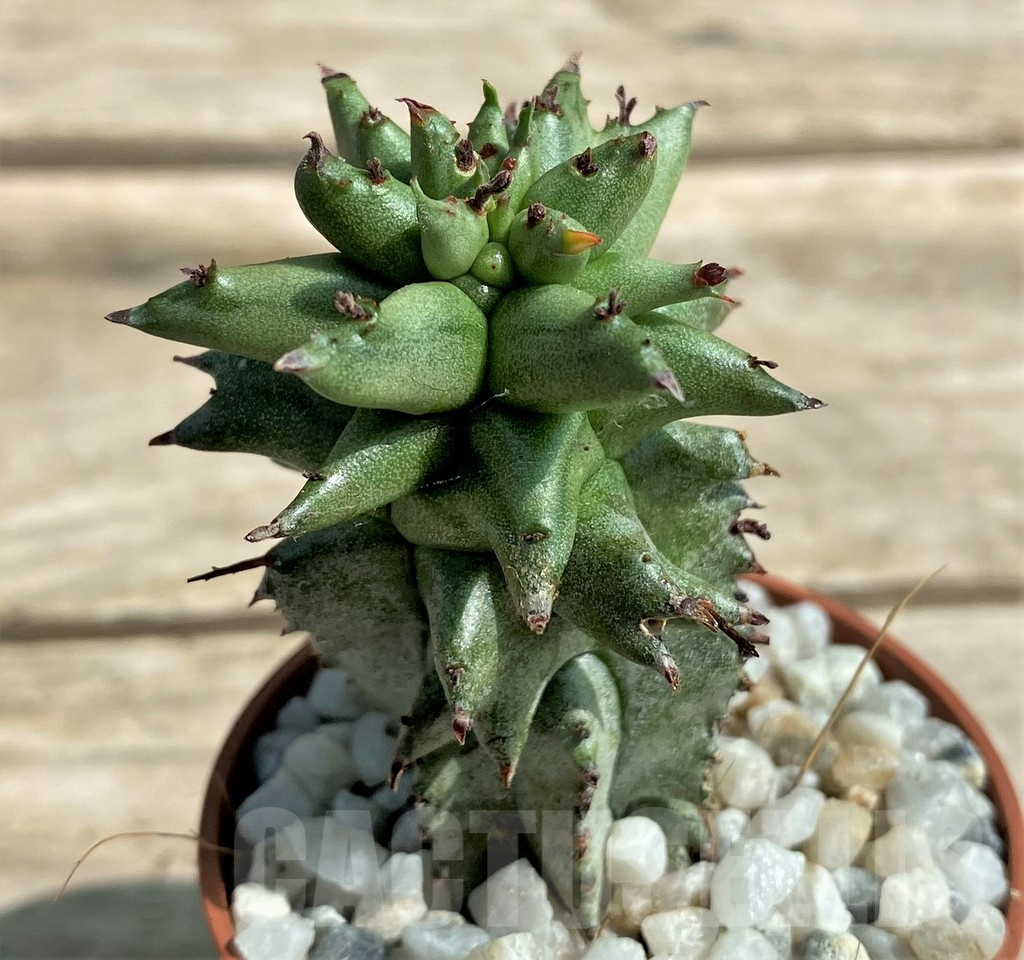 SHPR26052 Euphorbia polygona monstruosa – Bild 2