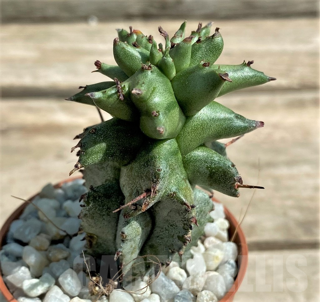 SHPR26052 Euphorbia polygona monstruosa – Bild 3