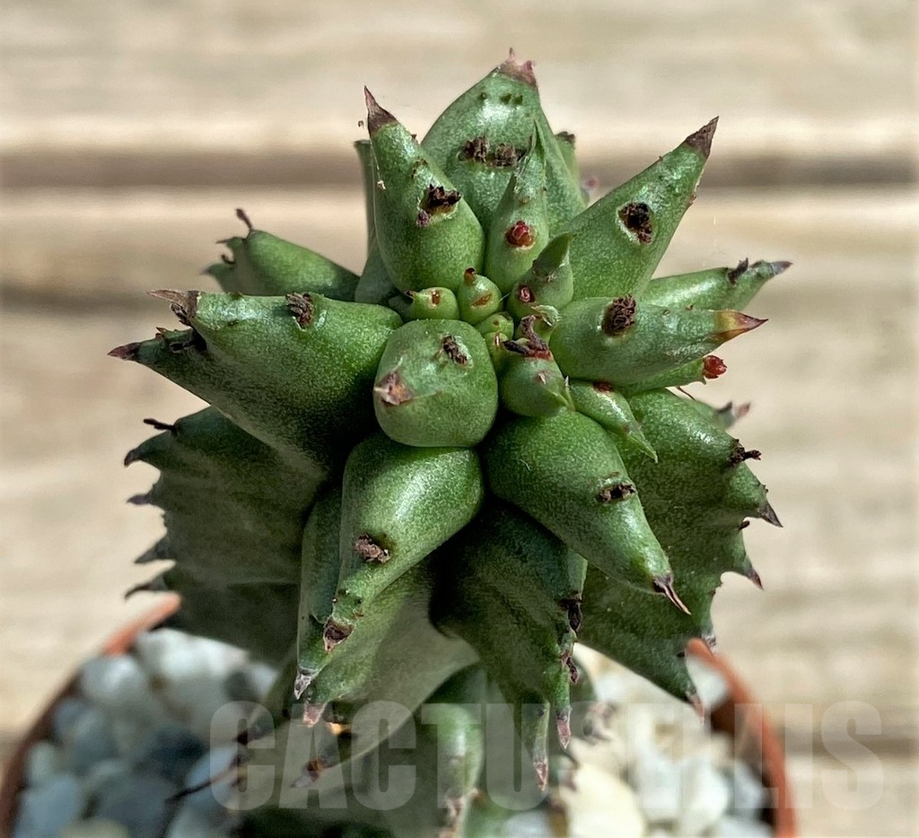 SHPR26053 Euphorbia polygona monstruosa