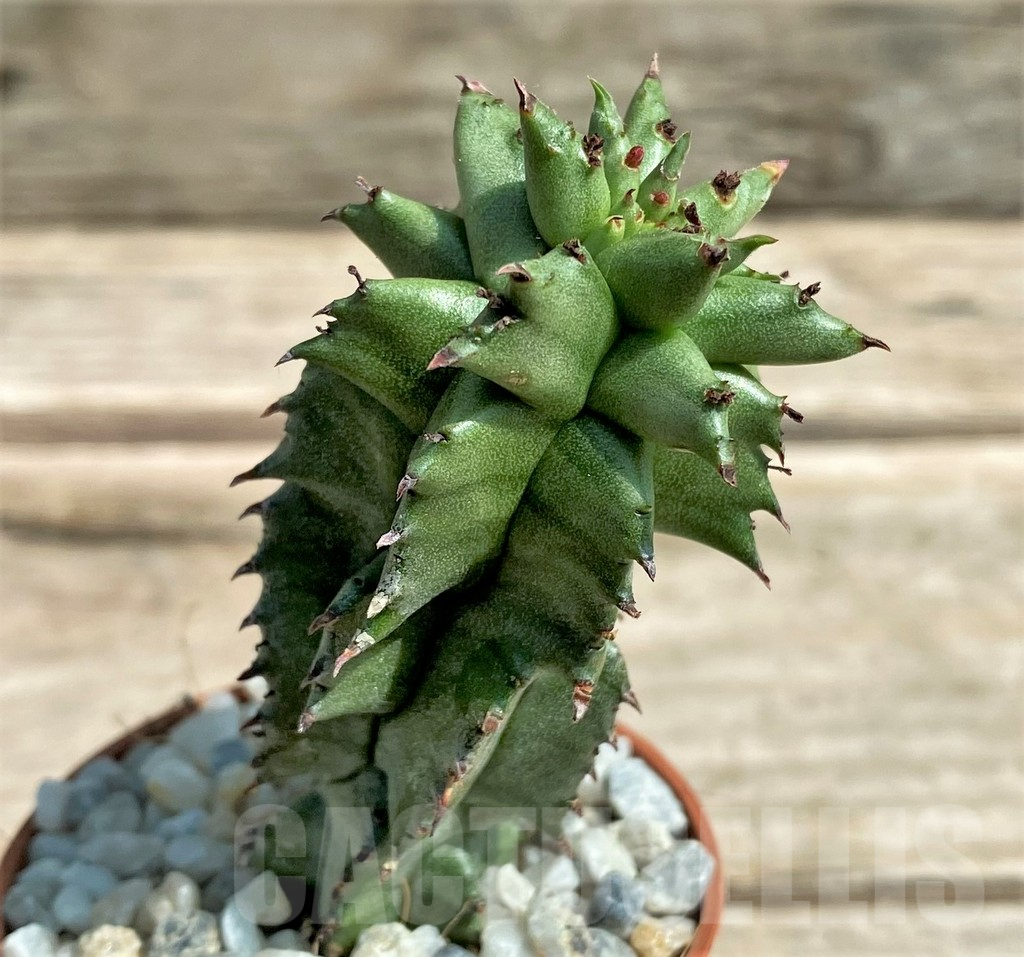 SHPR26053 Euphorbia polygona monstruosa - Obrázek 2