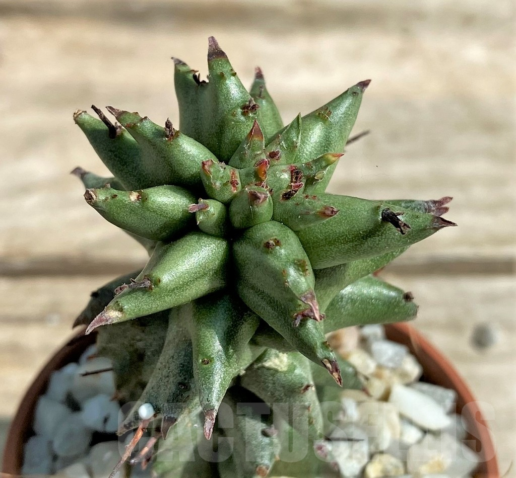 SHPR26054 Euphorbia polygona monstruosa
