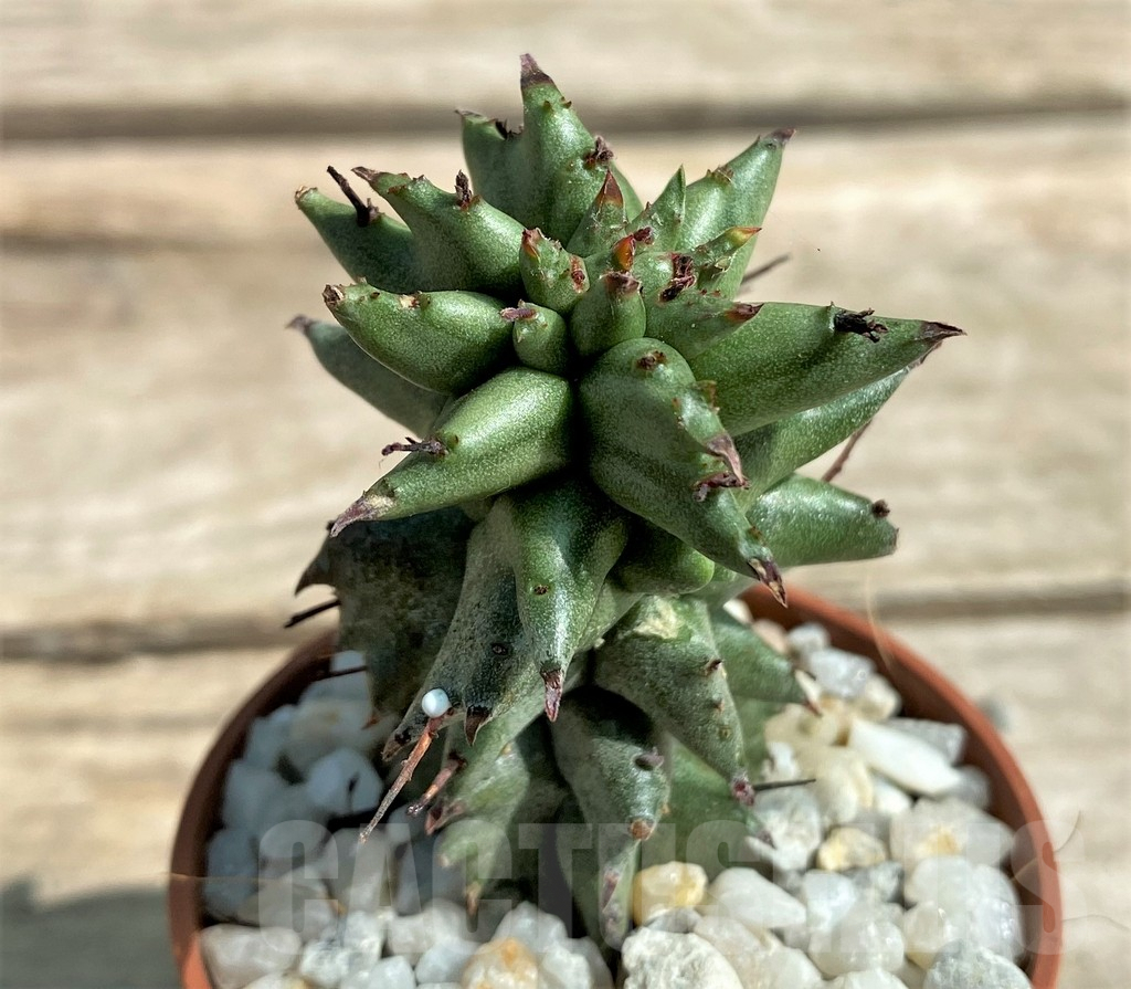 SHPR26054 Euphorbia polygona monstruosa - Obrázek 2
