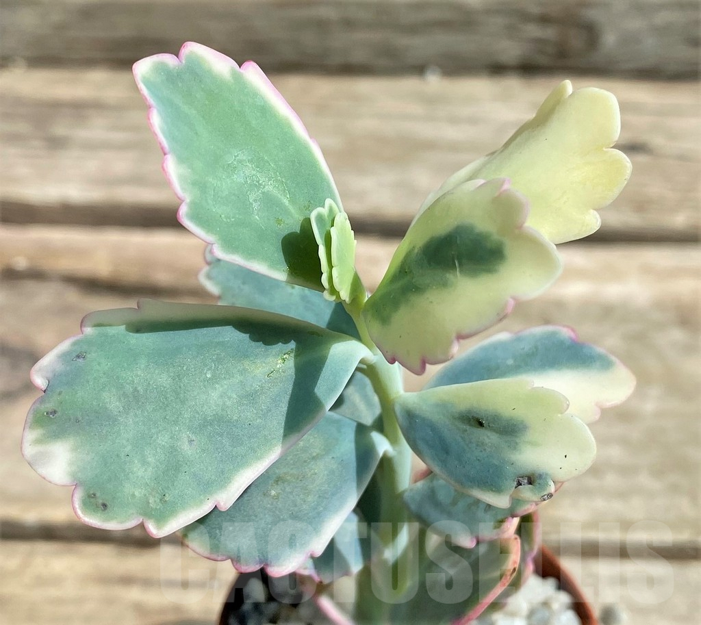 SHPR26055 Kalanchoe fedtschenkoi f. variegata
