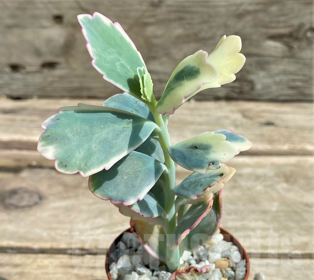 SHPR26055 Kalanchoe fedtschenkoi f. variegata - Image 2