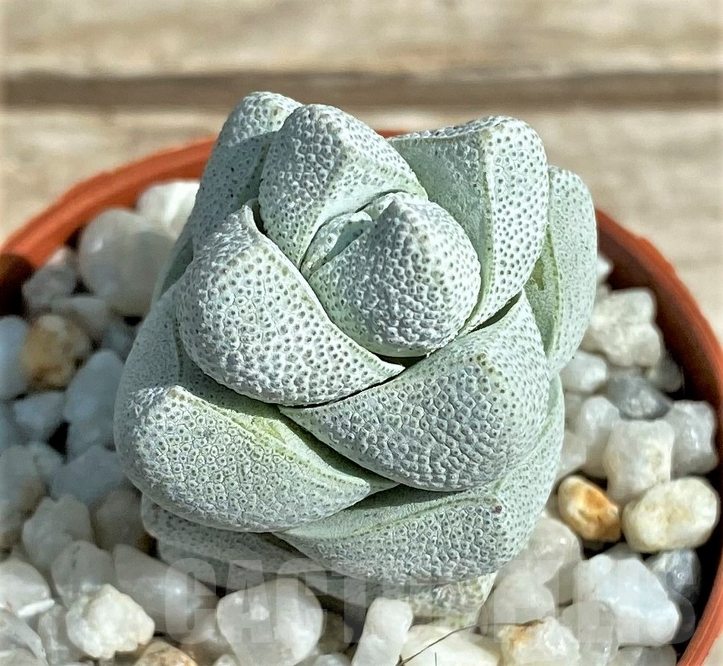 SL26056 Crassula deceptor