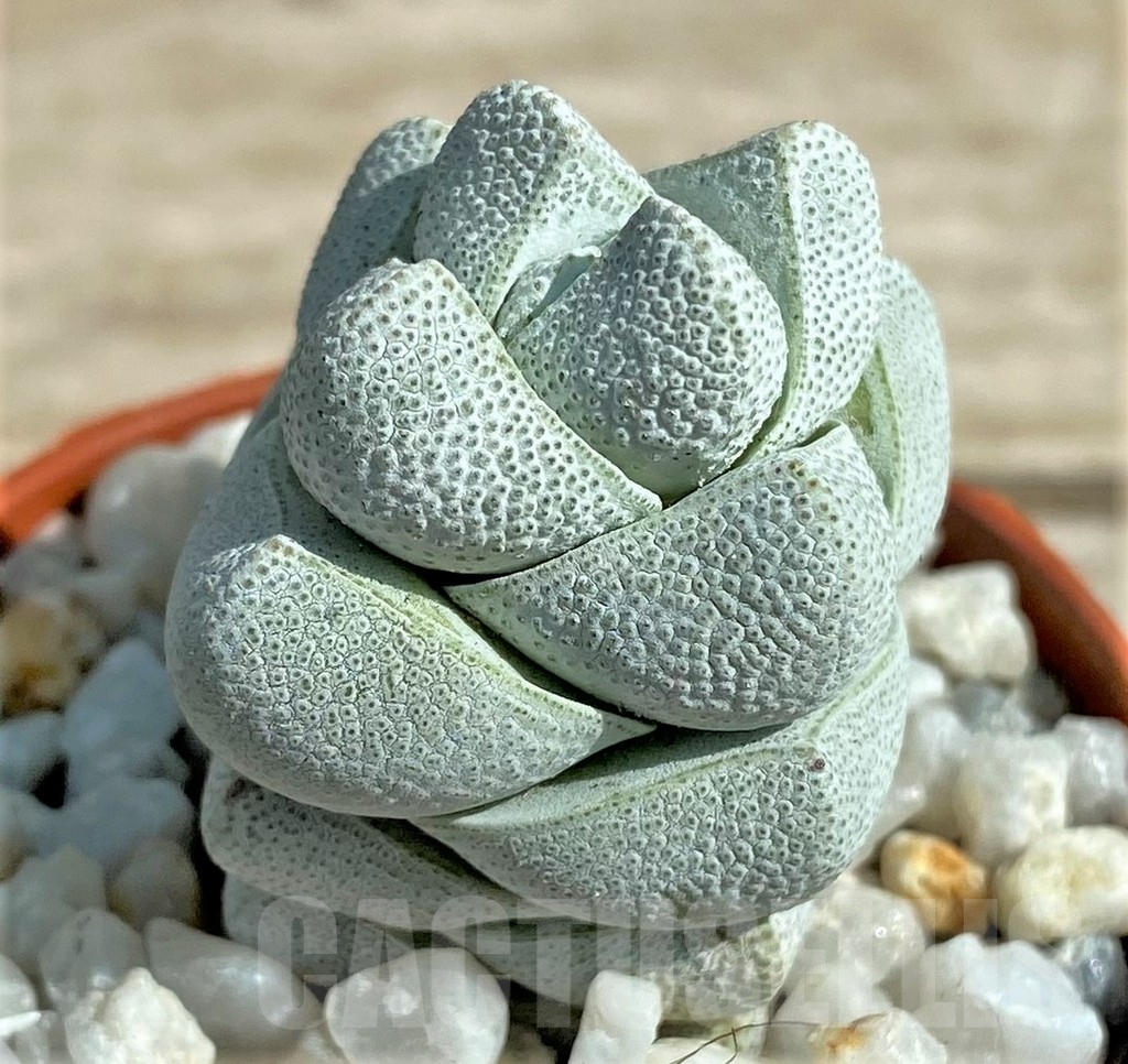 SL26056 Crassula deceptor - immagine 2