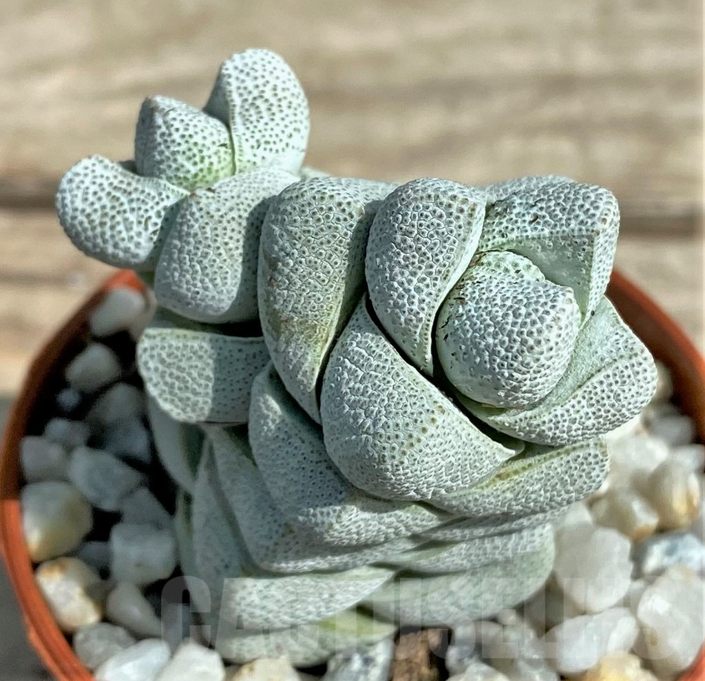 SL26057 Crassula deceptor