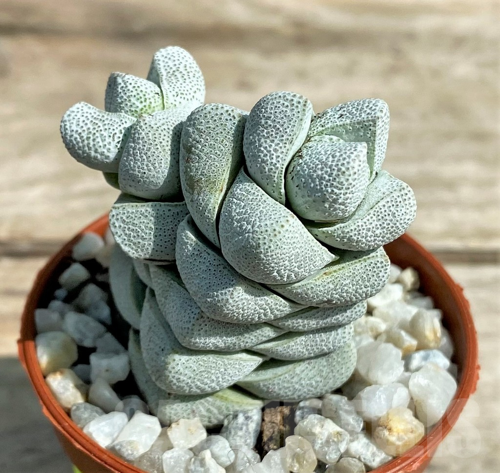 SL26057 Crassula deceptor - 画像 (2)