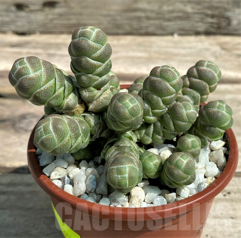SL26059 Crassula barklyi