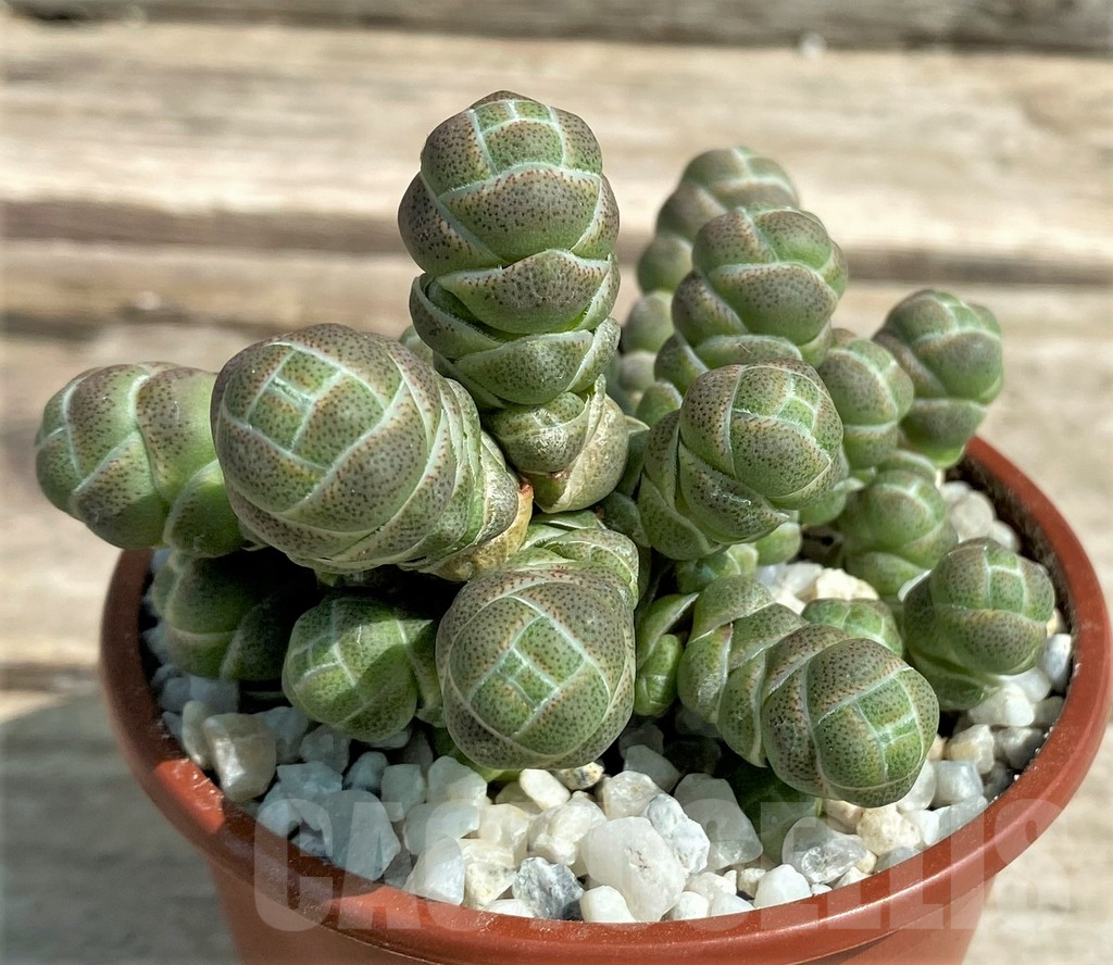 SL26059 Crassula barklyi - Obrázek 2