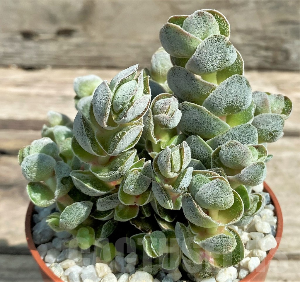 SL26060 Crassula 'Ivory Pagoda' – Image 2