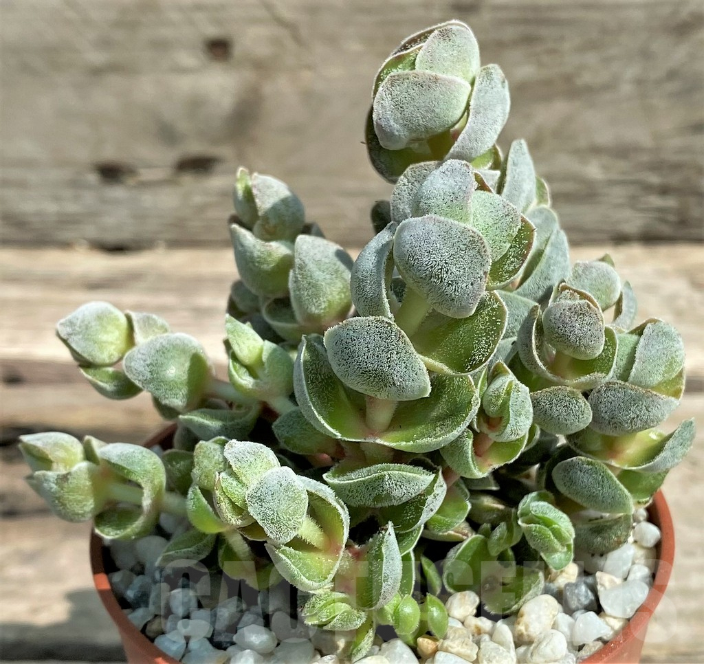 SL26060 Crassula 'Ivory Pagoda' – Image 3