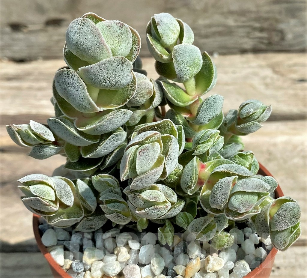 SL26060 Crassula 'Ivory Pagoda'