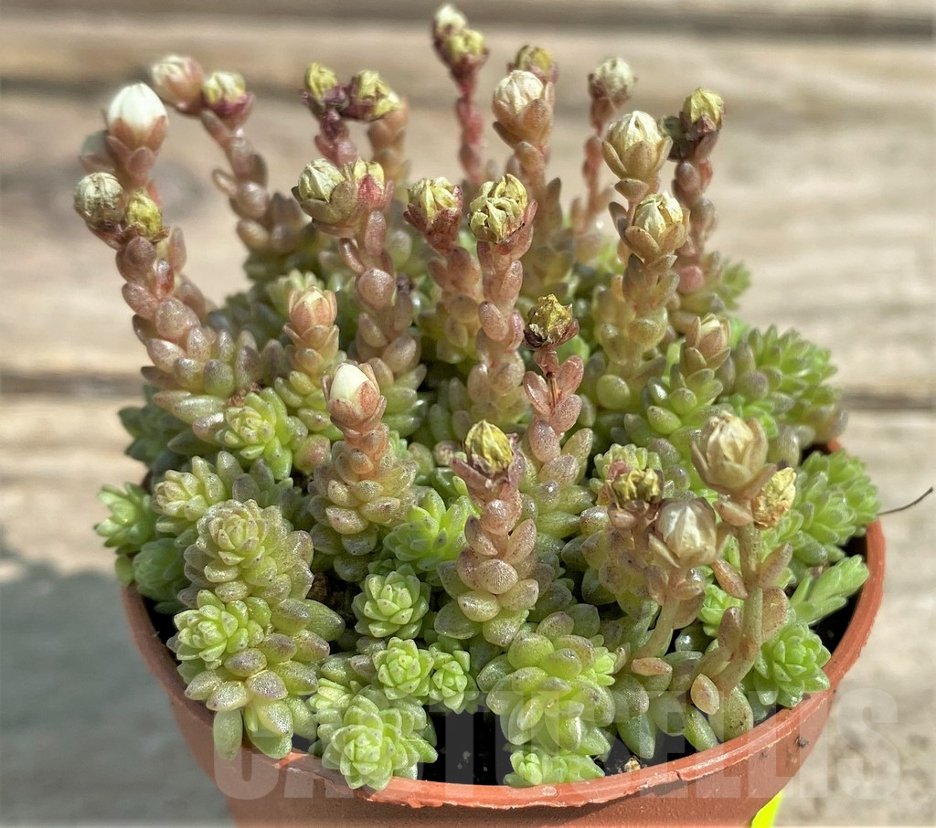 SL26061 Sedum compactum