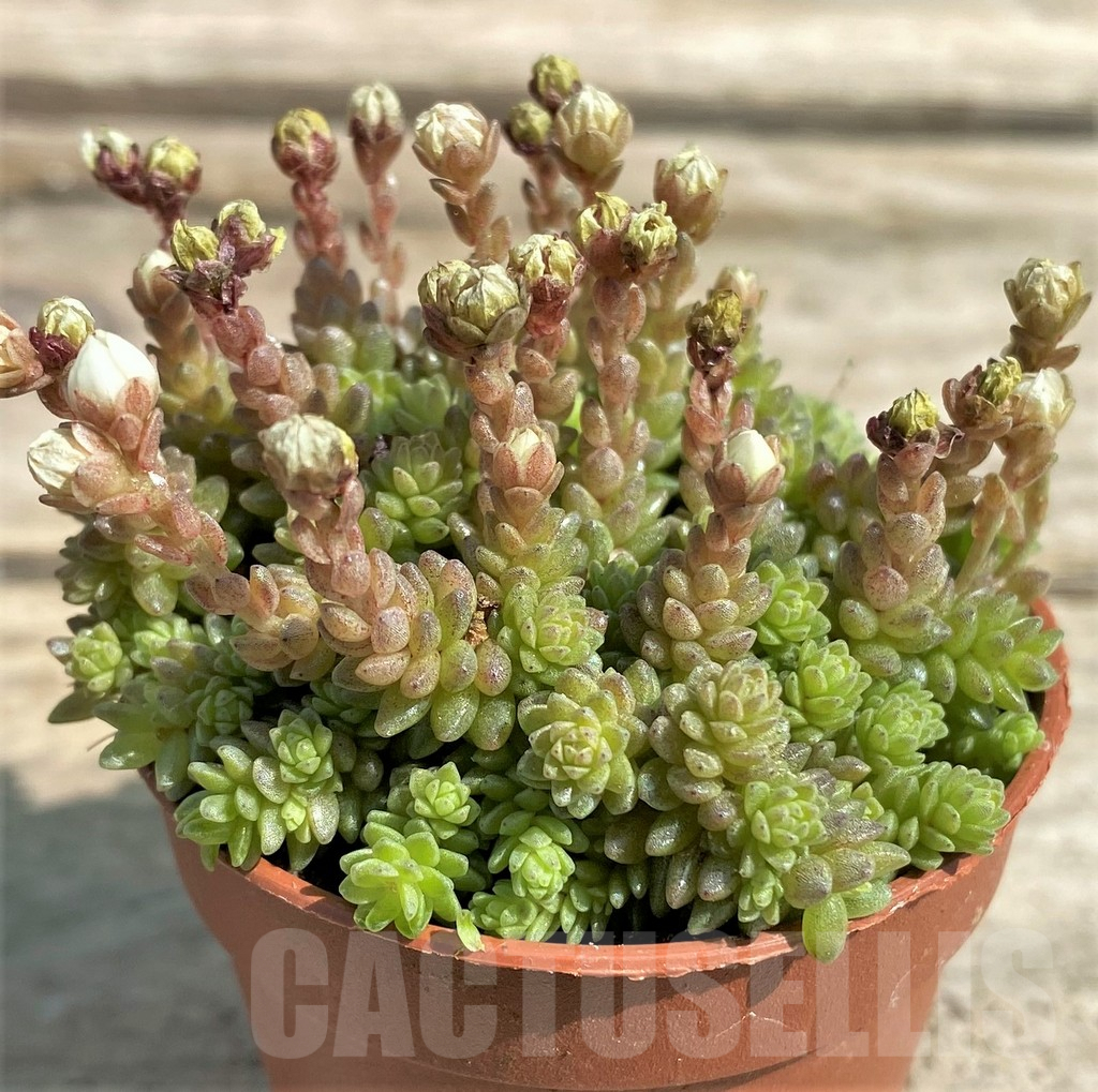 SL26061 Sedum compactum - Image 2
