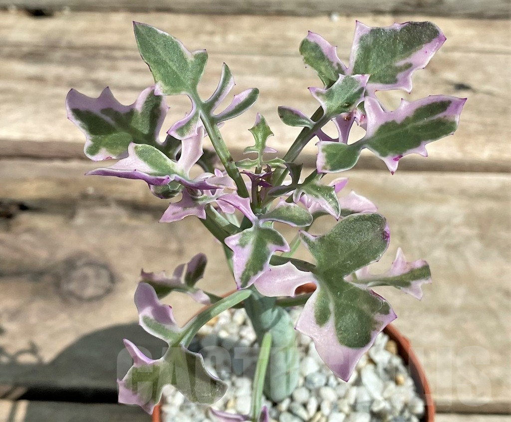 SHPR26066 Senecio articulatus variegata