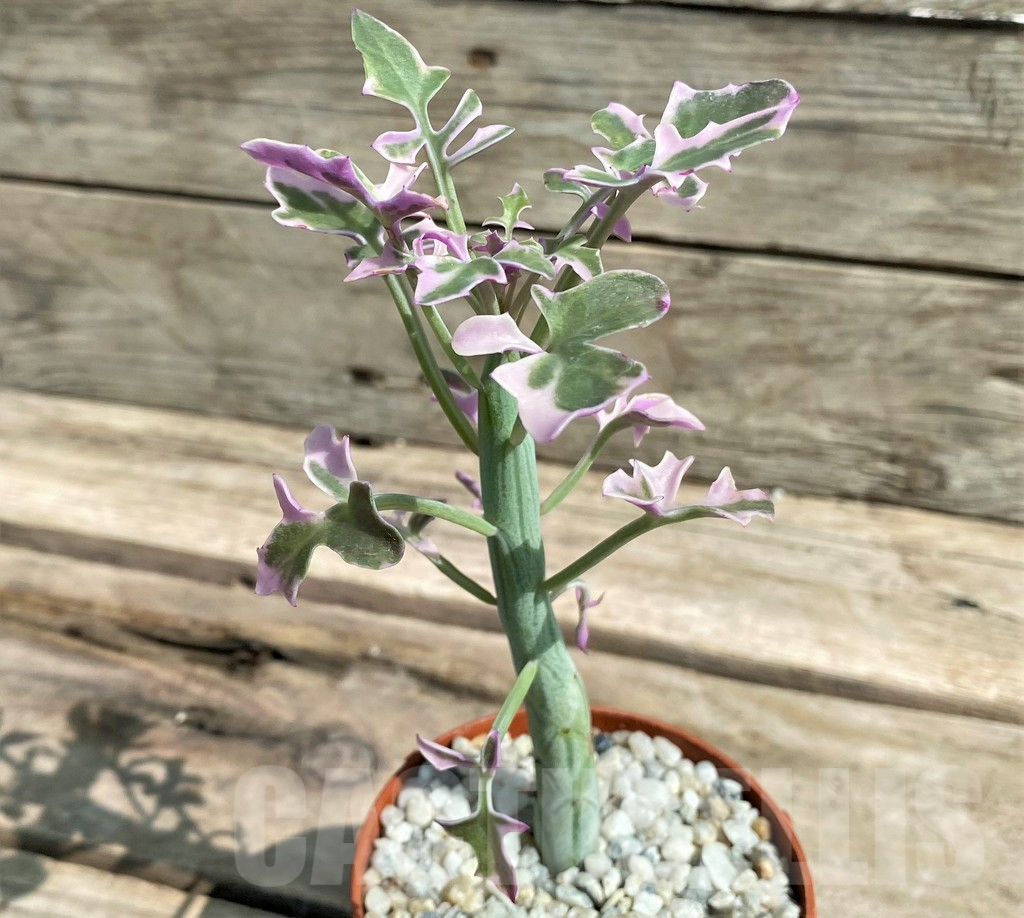 SHPR26066 Senecio articulatus variegata - Image 2