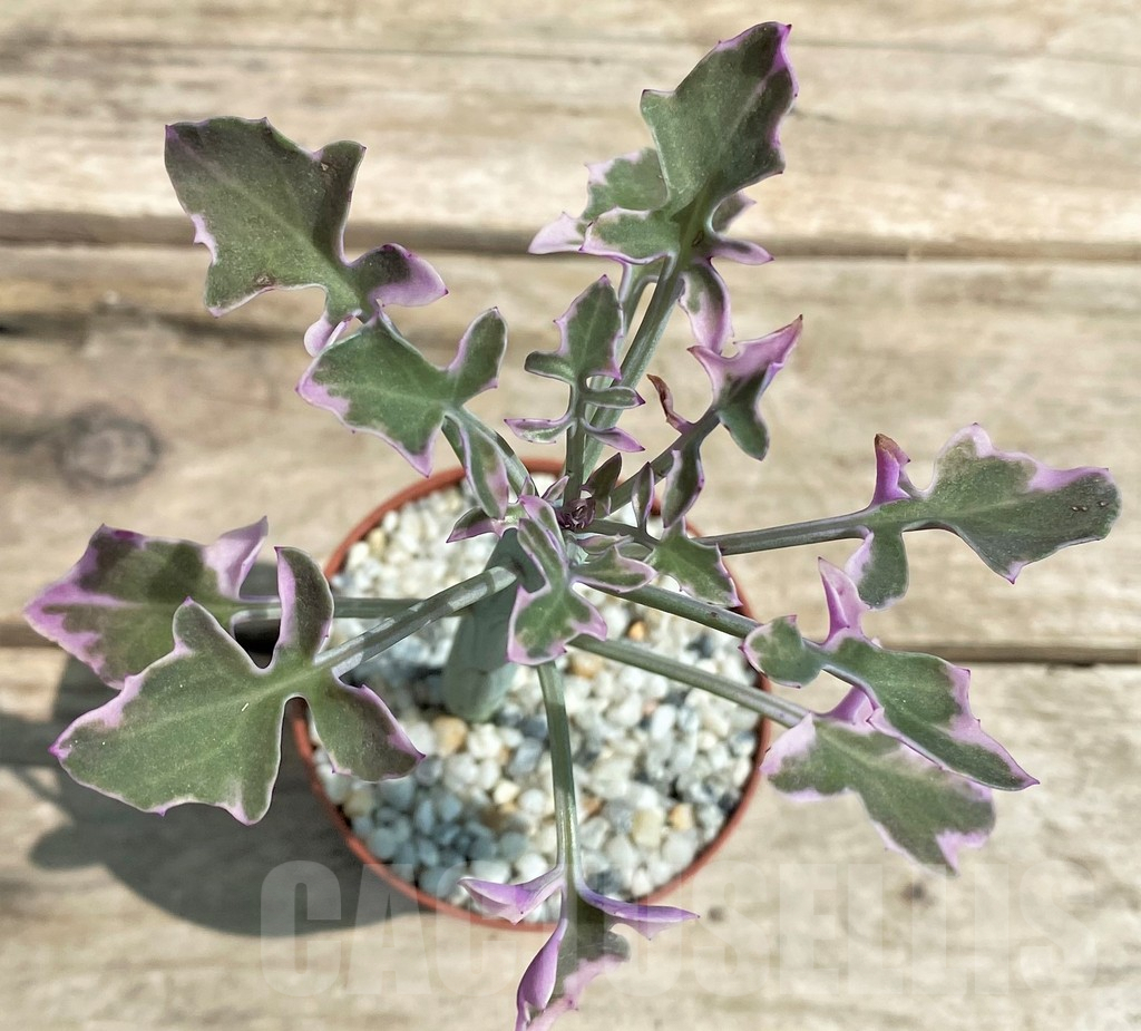 SHPR26067 Senecio articulatus variegata
