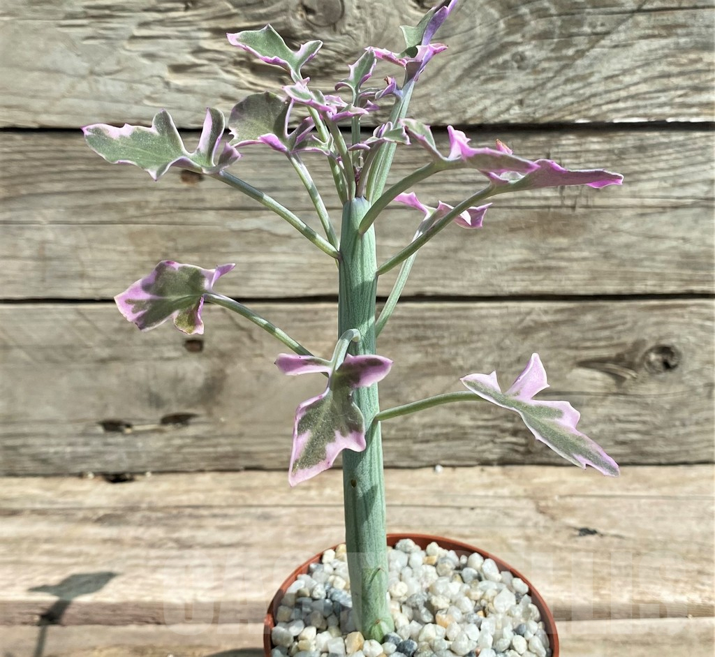 SHPR26067 Senecio articulatus variegata – Image 2