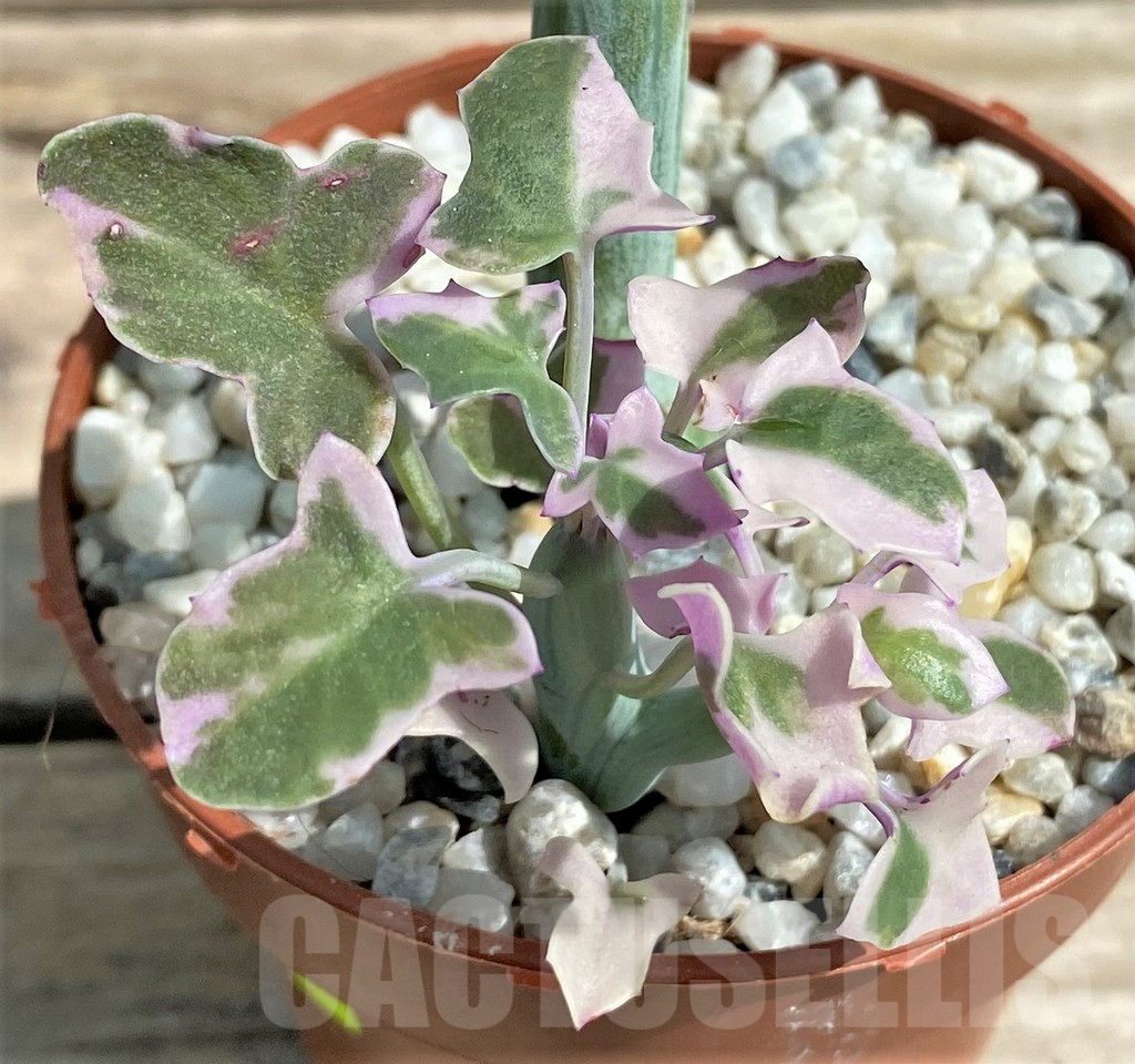 SHPR26068 Senecio articulatus variegata
