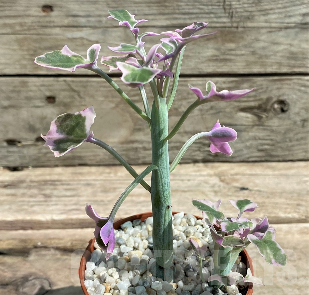 SHPR26068 Senecio articulatus variegata – Image 2