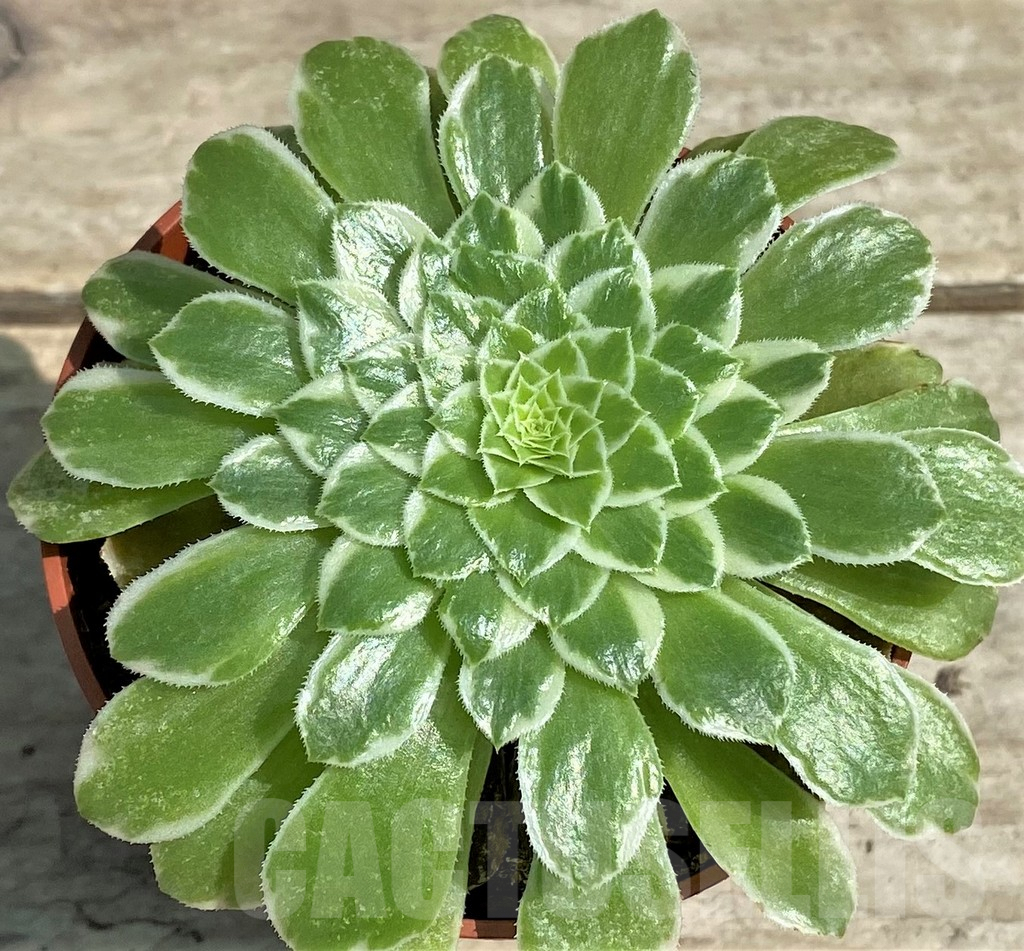 SL26070 Aeonium tabuliforme f. variegata