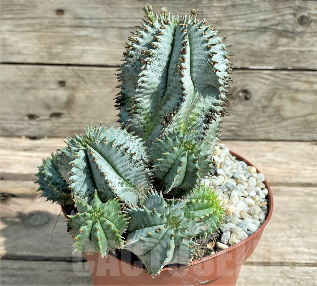 SHPR26104 Euphorbia horrida ‘Alba’