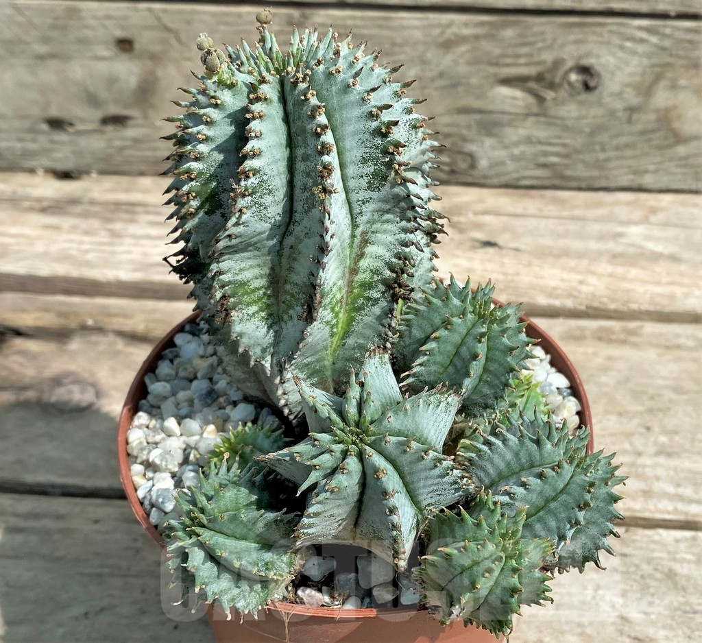 SHPR26104 Euphorbia horrida ‘Alba’ – Bild 2