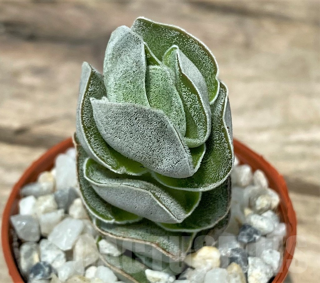 SL26106 Crassula ‘Ivory Pagoda’