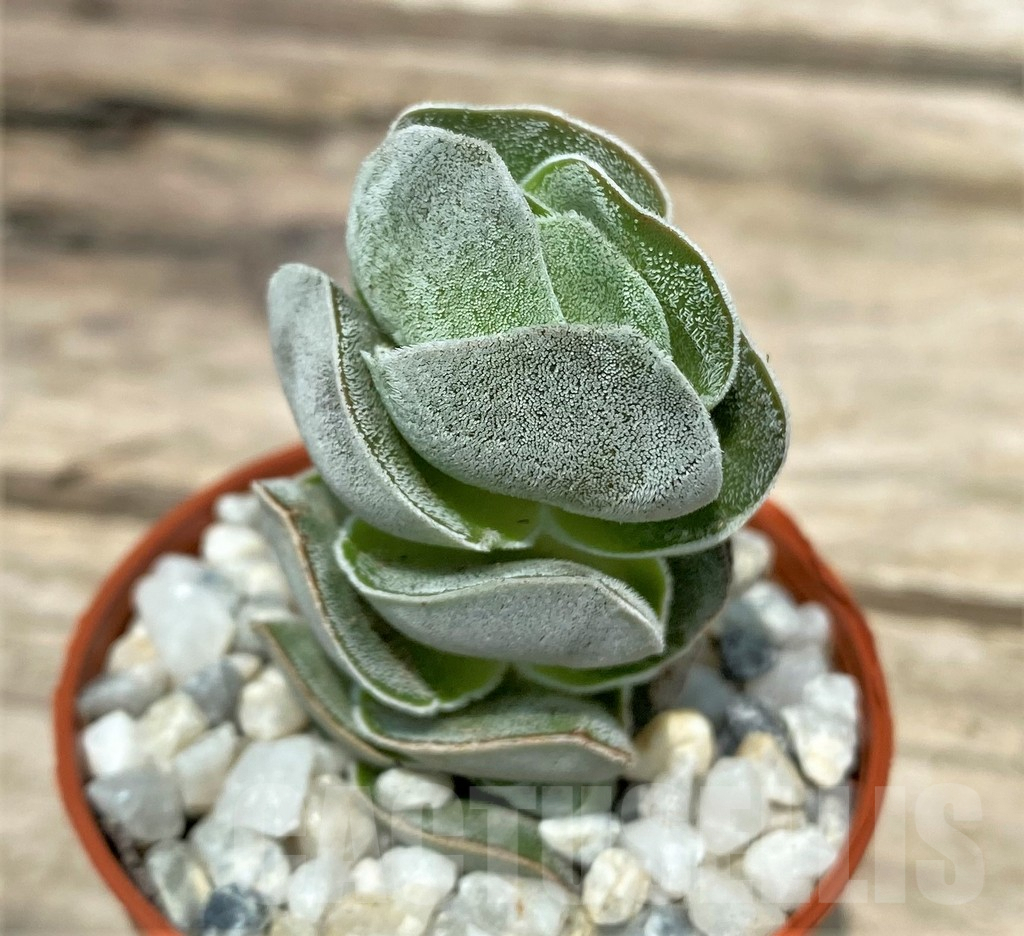 SL26106 Crassula ‘Ivory Pagoda’ - immagine 2